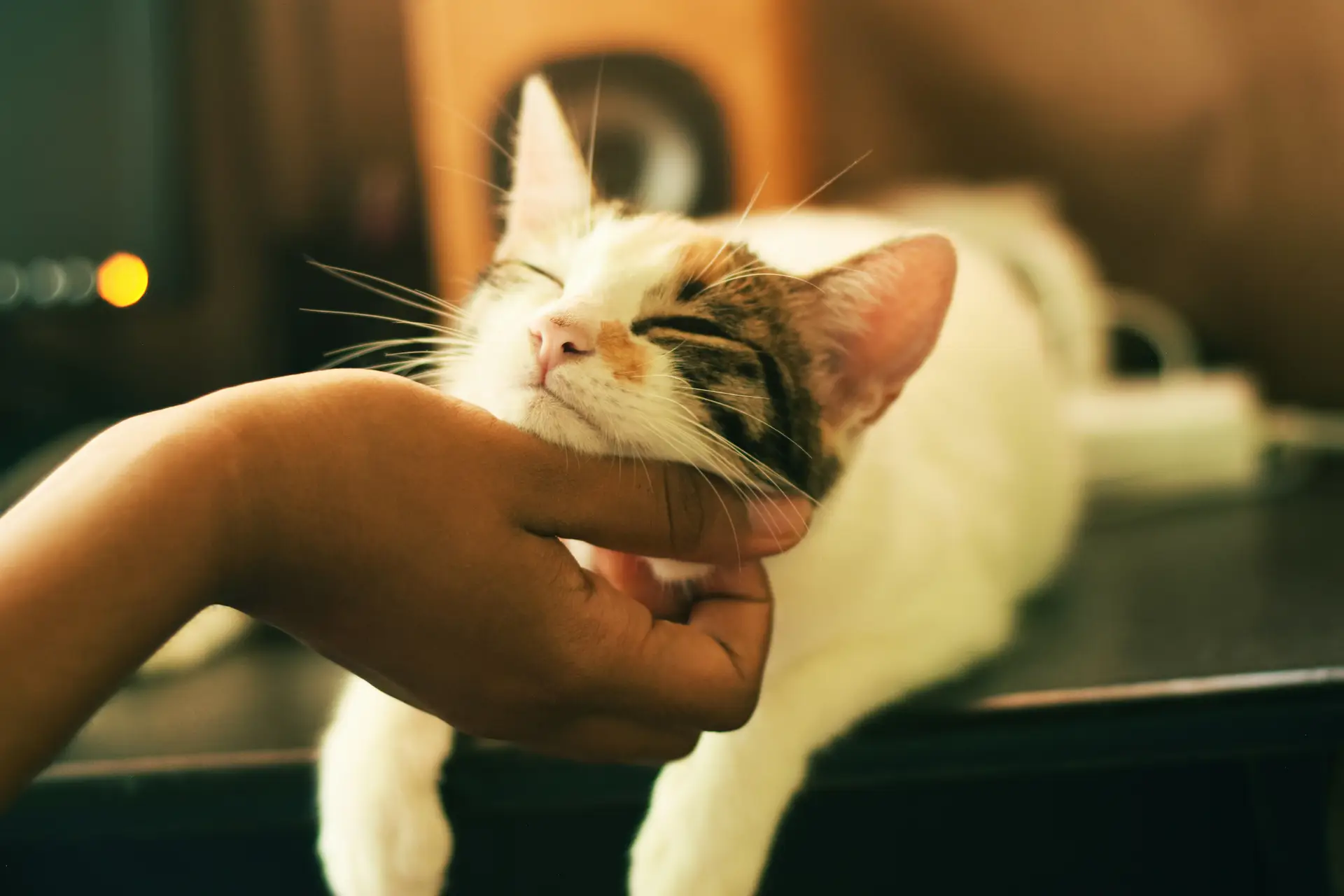 Can cats really understand human emotions? Exploring the bond between cats and their owners